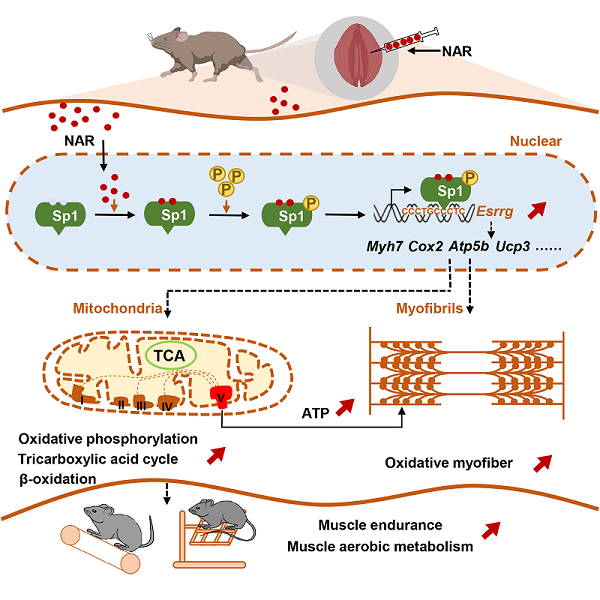 研究揭示柚皮素通过激活Sp1-ERRγ转录轴增强肌肉耐力和改善肌肉萎缩的新功能(图1)