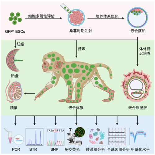 国际首次！中国科学家成功构建胚胎干细胞嵌合体猴(图3)