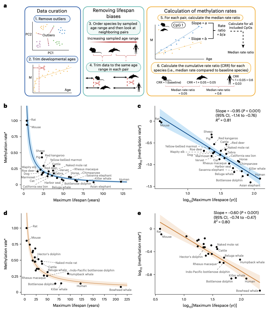 Nature Aging：DNA甲基化水平与哺乳动物最大寿命呈负相关(图1)