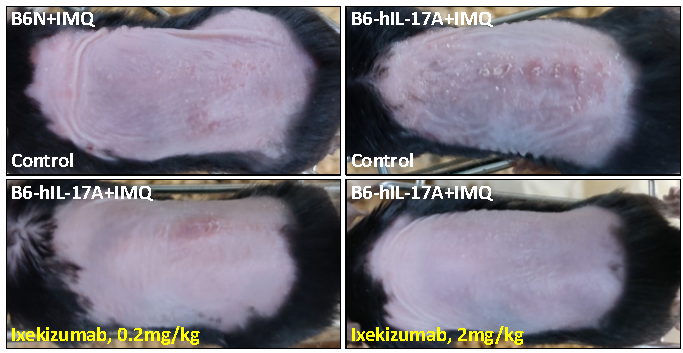 银屑病靶向药物评价模型—B6-hIL-17A小鼠(图5)