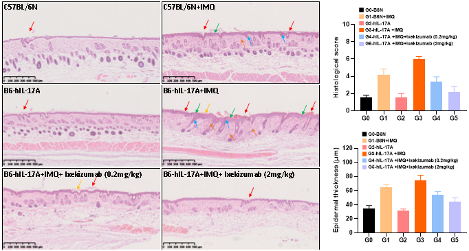银屑病靶向药物评价模型—B6-hIL-17A小鼠(图8)