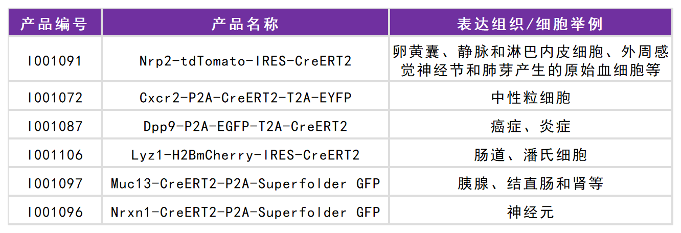 赛业生物工具鼠列表